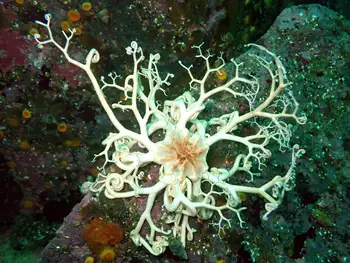 Pacific Basket Star