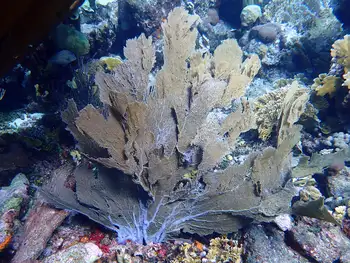 Coral