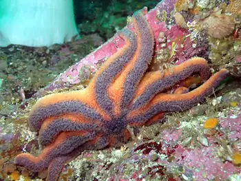 Morning Sun Star