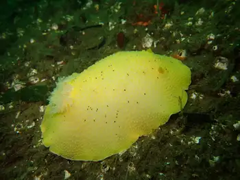 Noble Sea Lemon