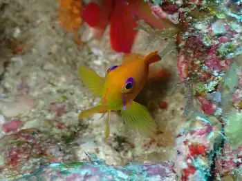 Jewel Fairy Basslet