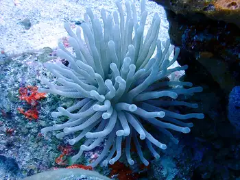 Giant Anemone