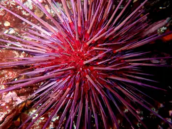 Red Sea Urchin