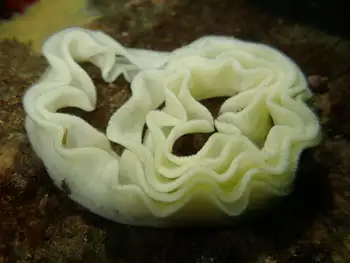 Eggs Nudibranch