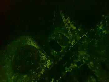 Ship Wreck