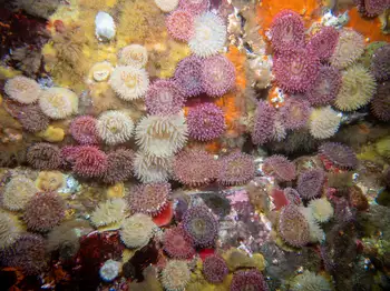 Painted Anemones