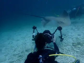 Sting Ray