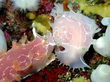 Diamondback Nudibranchs