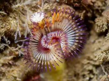 Orange Feather Duster Worm