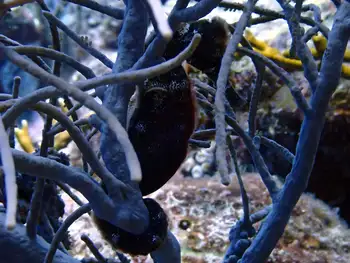 Longsnout Seahorse