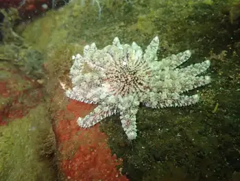 Sunflower Star