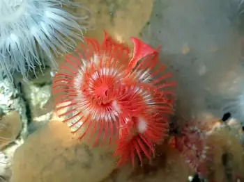 Feather Duster Worm