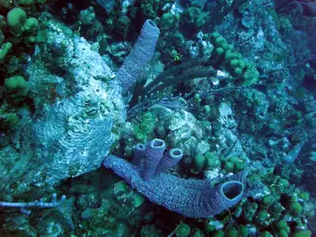 Branching Tube Sponge