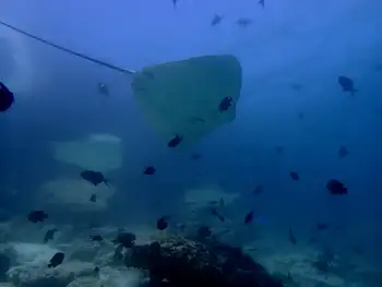 Sting Rays