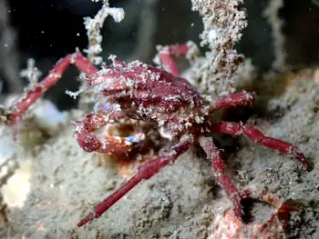 Northern Kelp Crab
