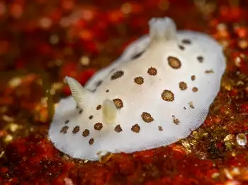 leopard nudibranch