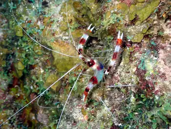 Banded Coral Shrimp