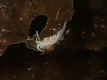 Red Gilled Nudibranch