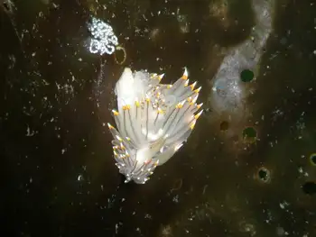 Bicolor Nudibranch