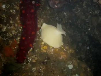 California Sea Cucumber