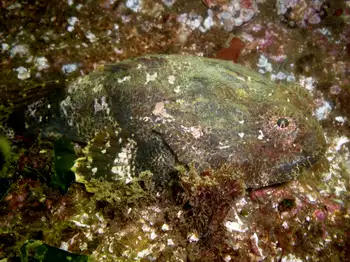 Buffalo Sculpin