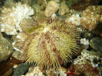 Green Sea Urchin