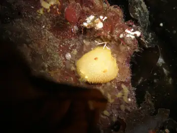 Sandalwood Nudibranch