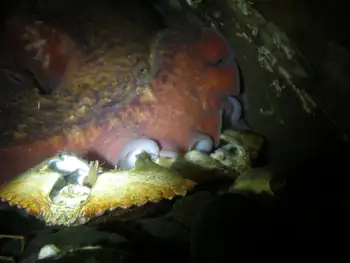 Giant Pacific Octopus