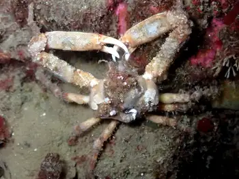 Graceful Decorator Crab