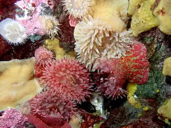 Painted Anemones