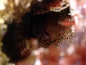 galapagos octopus