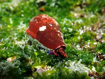 Snail