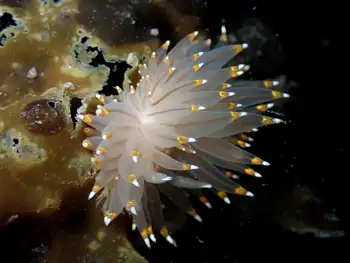 Bicolor Nudibranch