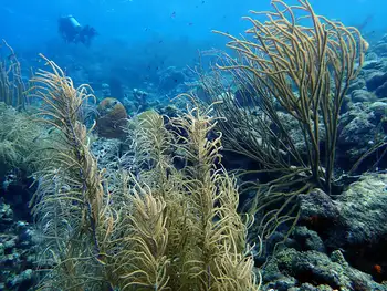 Coral