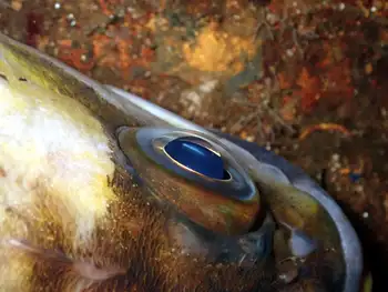 Copper Rockfish