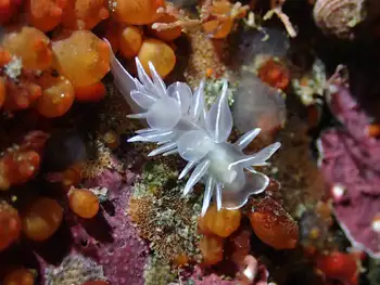orange social tunicate