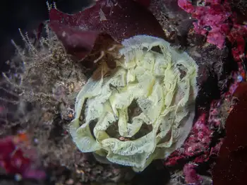 eggs nudibranch