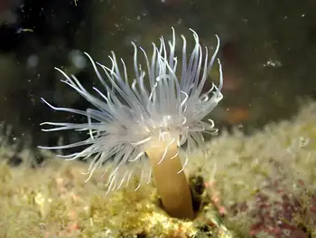 Tiny Orange Anemone
