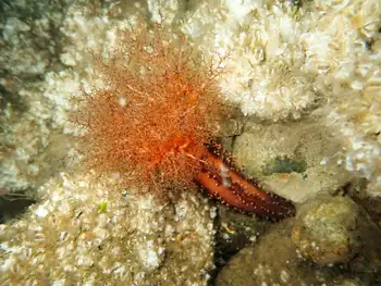 Red Sea Cucumber