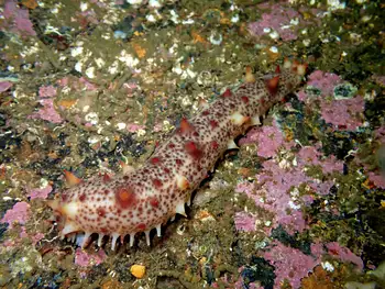 California Sea Cucumber