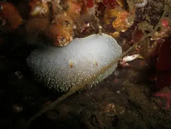 Nanaimo Nudibranch