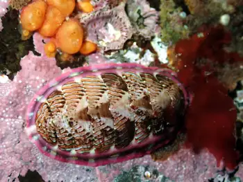 Chiton