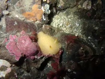 Sandalwood Nudibranch
