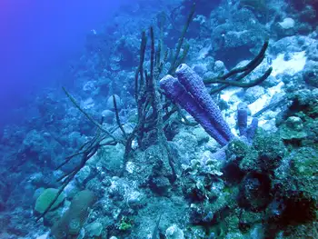 Branching Tube Sponge