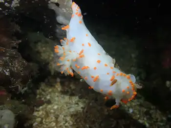Bold Clown Nudibranch