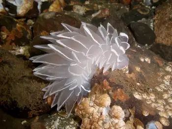 Alabaster Nudibranch