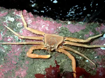 Scaled Crab