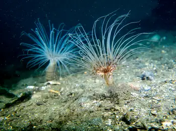 Tube Dwelling Anemones