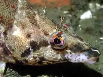 Painted Greenling