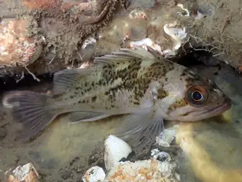 Young of Year Rockfish